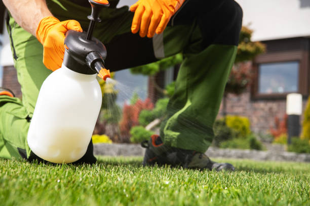 Best Wasp Removal Services  in Maysville, MO