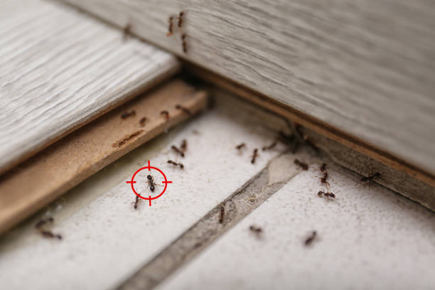 Best Pest Prevention Services  in Maysville, MO