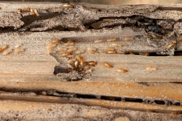 Professional Pest Control in Maysville, MO