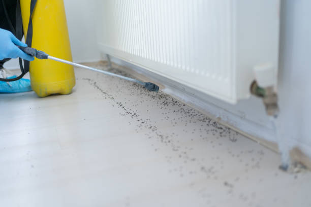 Best Mosquito Control Services  in Maysville, MO