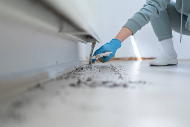 Best Insect Control  in Maysville, MO